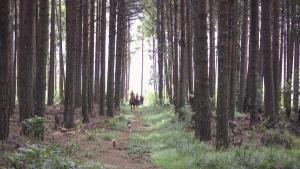 Horse Riding in a pine plantation