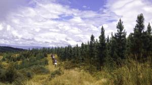 Horse Riding Scenery
